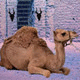 Escape game desert camel escape