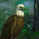 Wow eagle fantasy forest escape